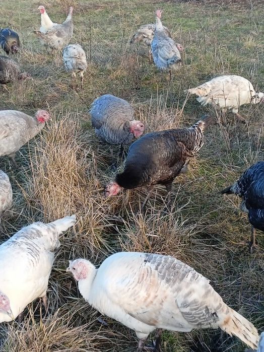 Інкубаційні індичі яйця