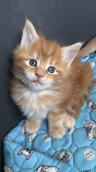 Кошенята мейн кун