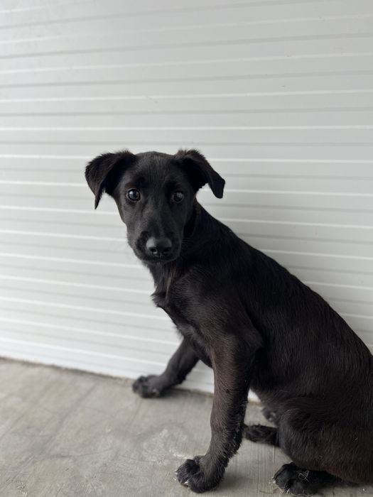 Bebé adorável para Adoção!