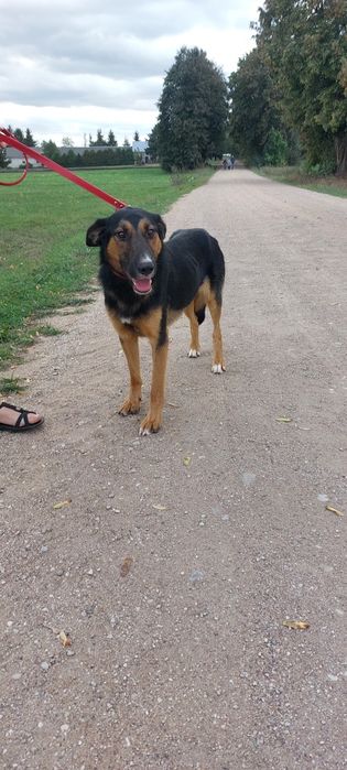 Wiktorek pies do adopcji