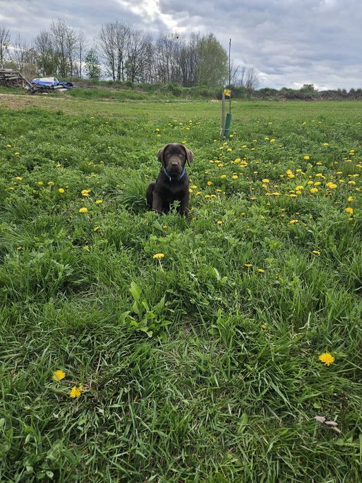 Labrador Retriver