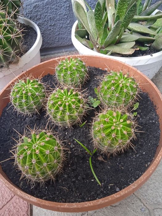 Квітучі кактуси різних розмірів