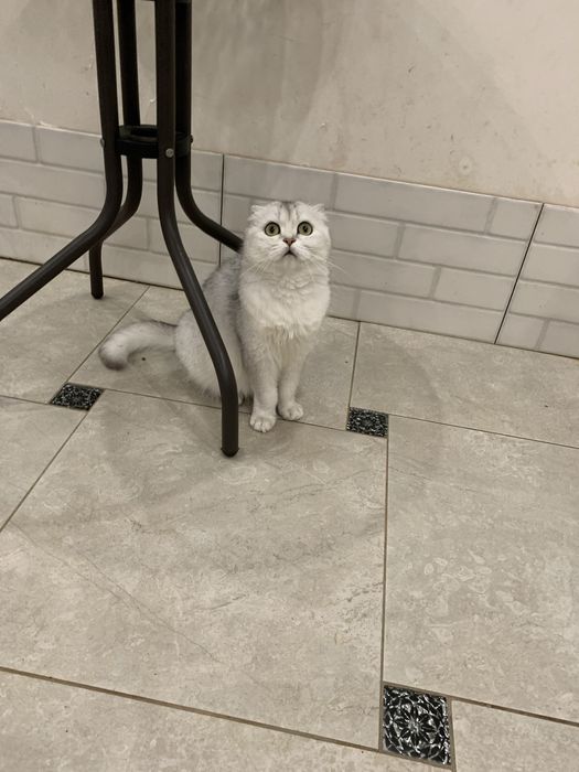 Лагідна ручна шиншилка !