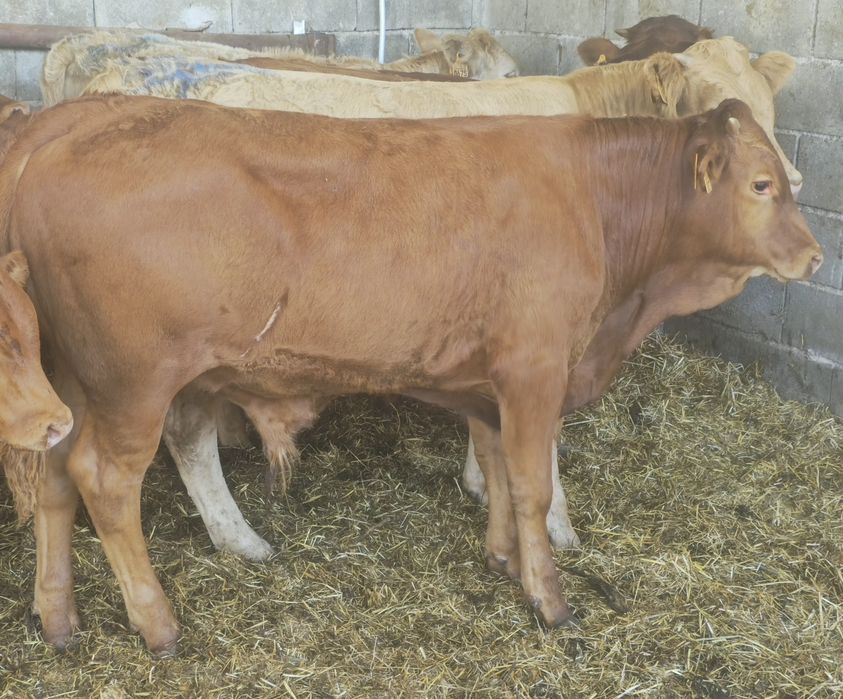 Lote 7 Vitelos cruzados limousine e angus