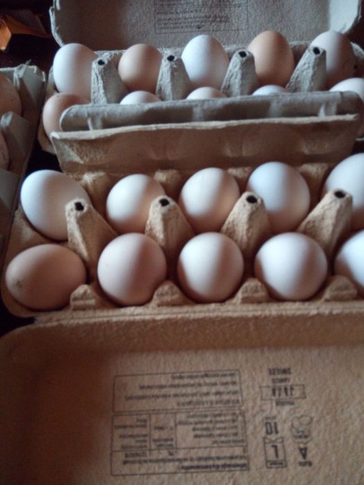 Jajka wiejskie swojskie