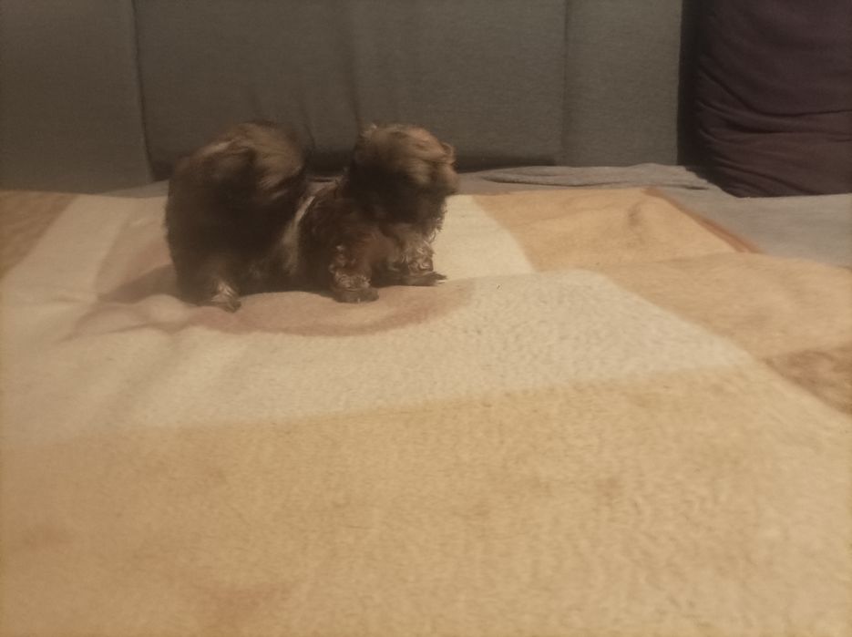 Pieski rasy Shih tzu