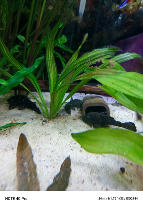 Zbrojniki zwykłe i weloniaste