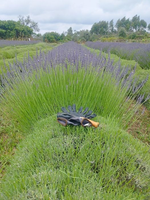 Ramos de alfazema BIO