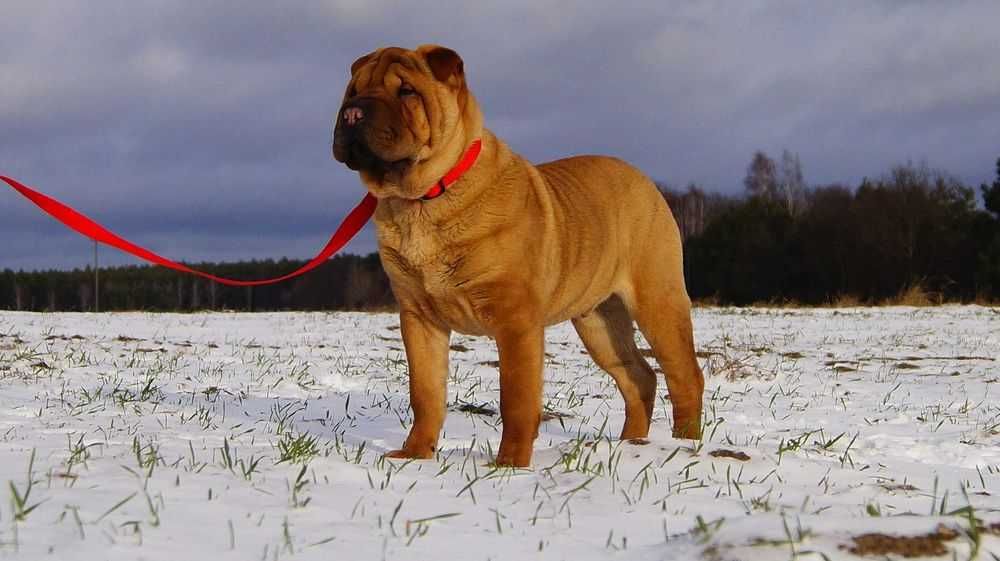 Eter, Shar Pei, rudy samiec z rodowodem, rodzice importy FCI
