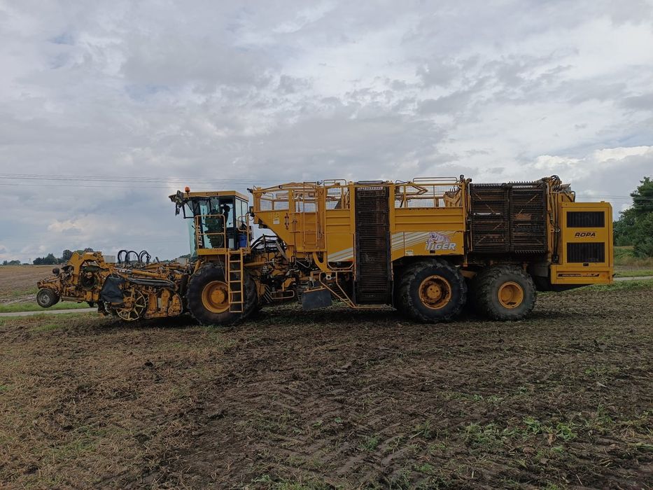 Kombajn do buraków Ropa euro tiger v 8-4