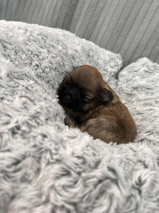 Śliczny piesek Shih Tzu