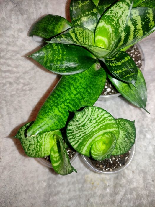 Сансевієрія Лауренті та Ханні