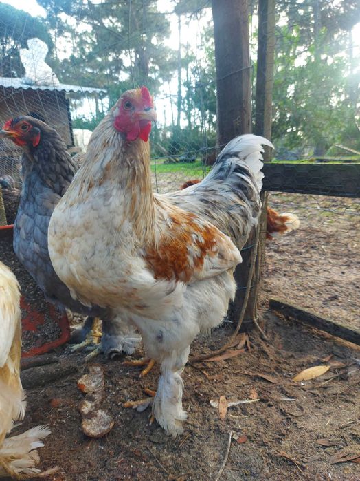 Galo Brahma 3 para venda