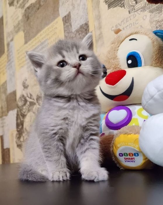 Британське кошеня