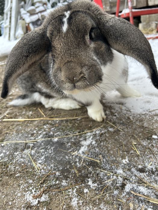 samiec baran z hodowli wlasnej