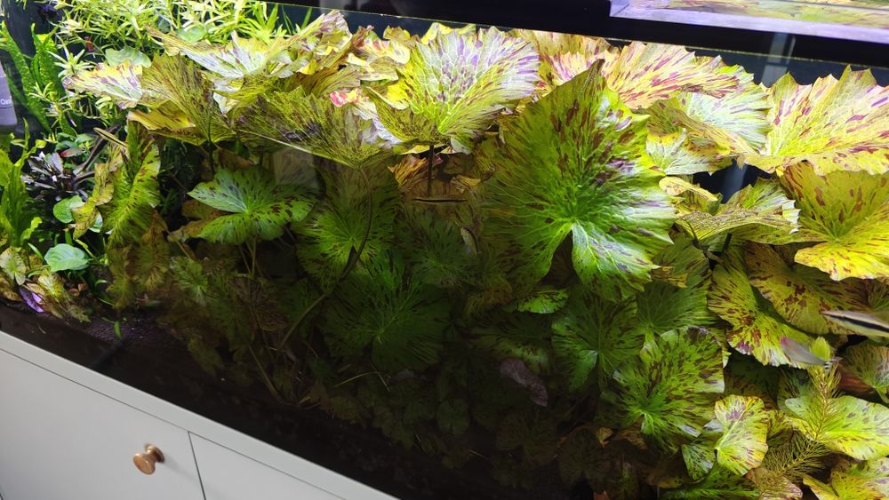 Lotos, rośliny akwariowe, piękne z własnej hodowli
