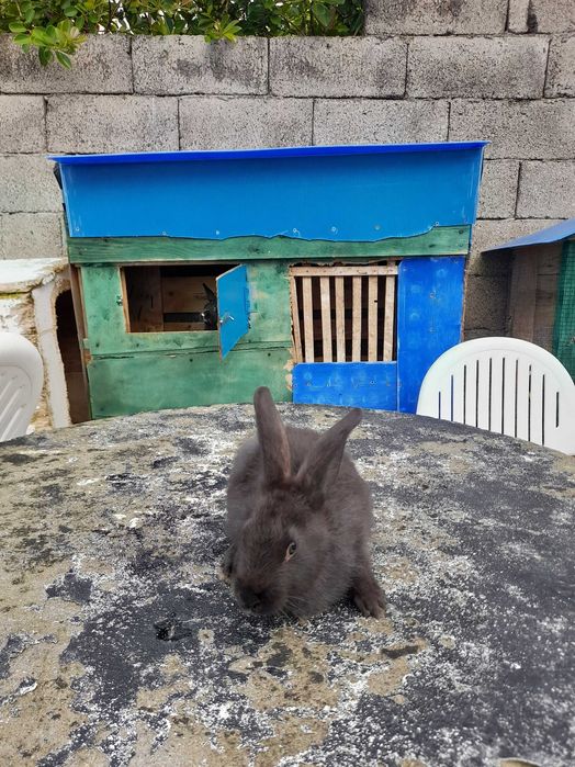 Coelhos novos.coelhos de engorda