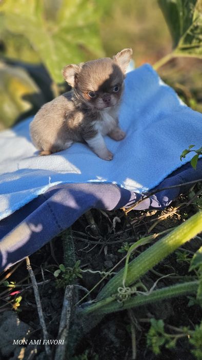 Лилова принцеса на бронь