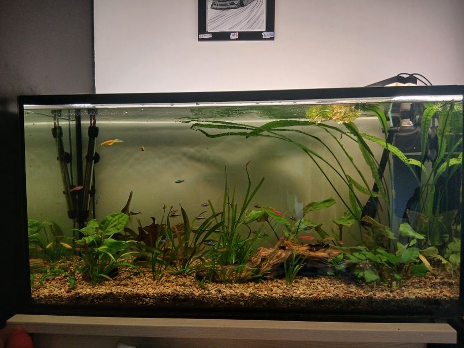 Akwarium 200l z osprzętem