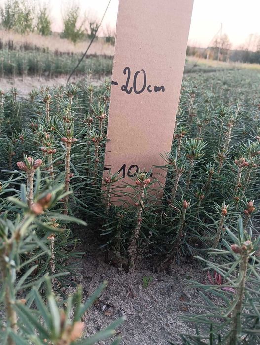 Jodła Kaukaska 10-20 cm