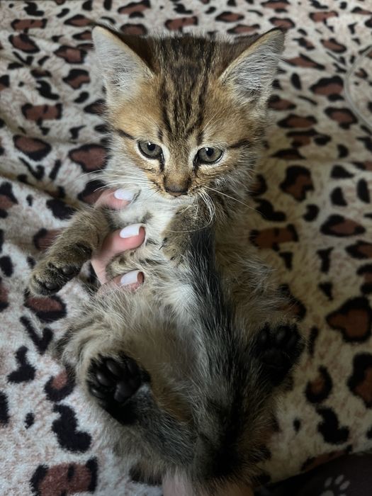 кошенята хлопчики