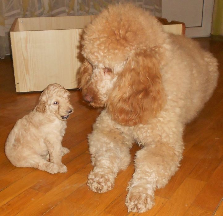 Вязка королівский пудель абрикос