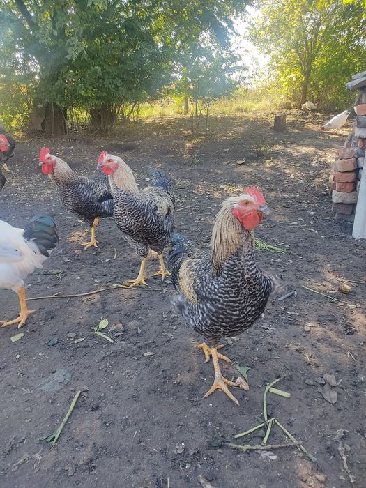 Продам петушків домінантів