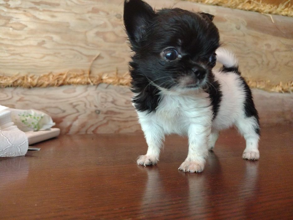 Chihuahua, sunia, mini suczka, maleńka sunia