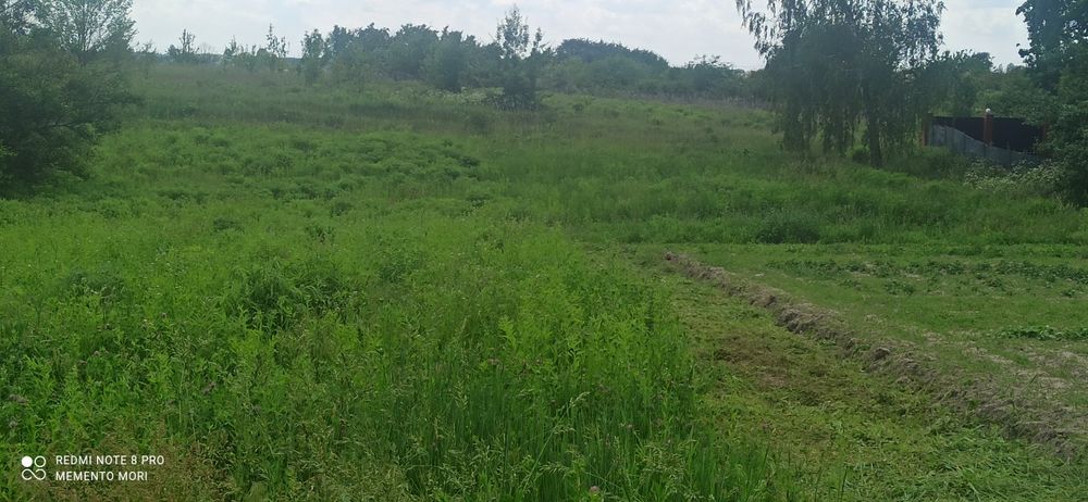 Трава дя заготовки сіна безкоштовно