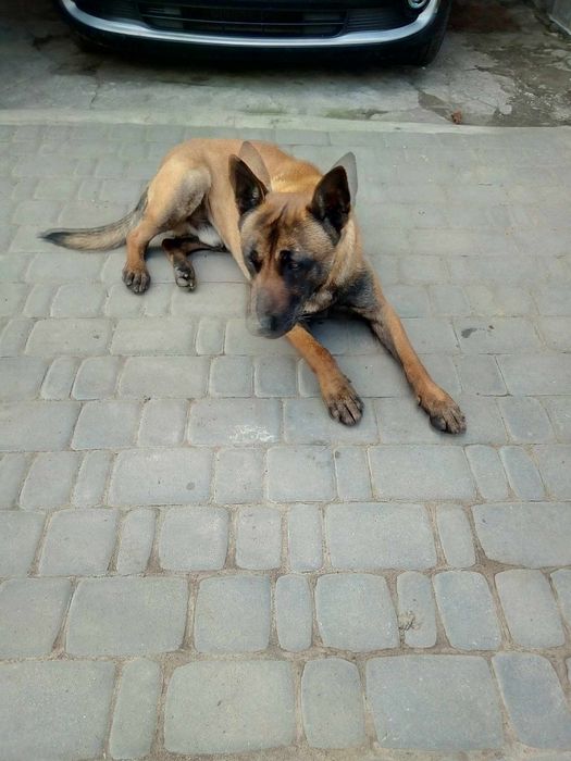 Продам цуценят бельгійської вівчарки