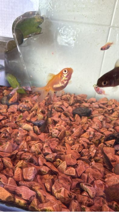 KINGUIOS BEBES DE 3 a 4 centimetros