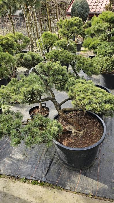 Bonsai ogrodowe roliny Ochmanw  OLX.pl