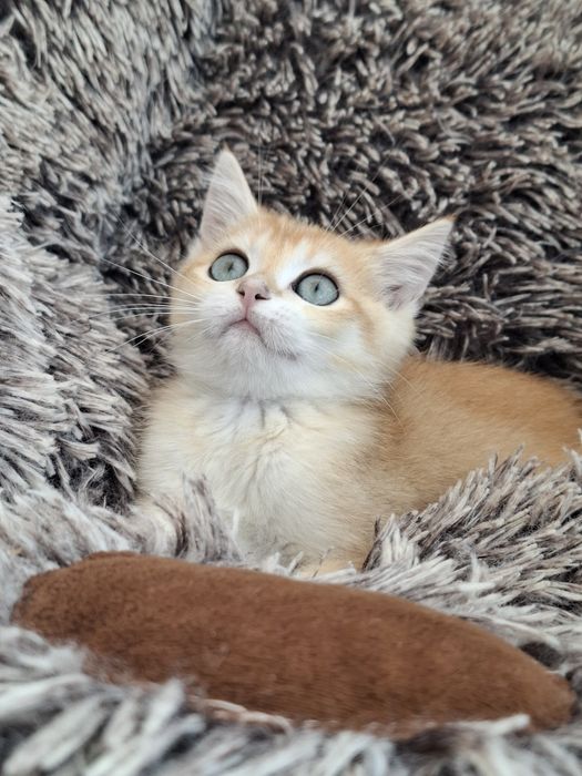 Menino british shorthair