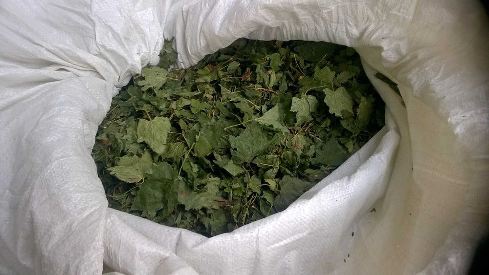 Liście, liść porzeczki, agrestu, aronii - suchy lub mokry