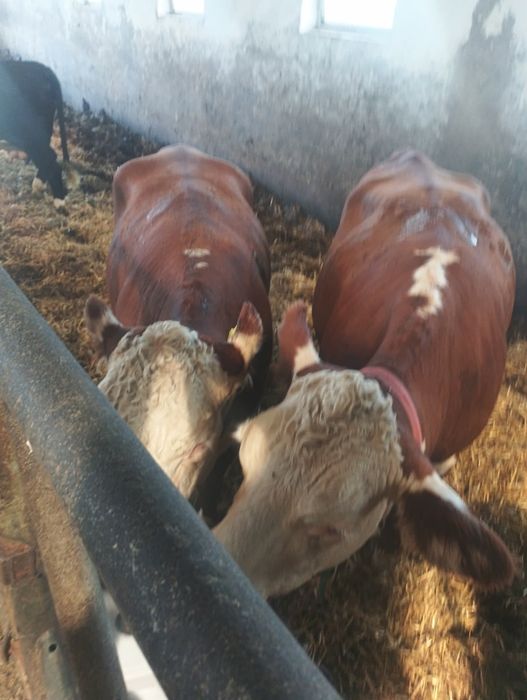 Bydło mięsne hereford