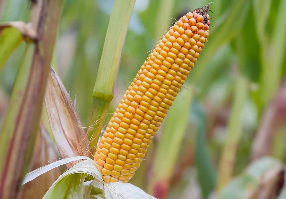 Kukurydza SM Giewont C/1 FAO260 materiał siewny