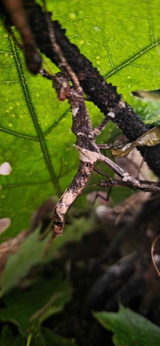 Terrarium z  straszykami filipinskimi