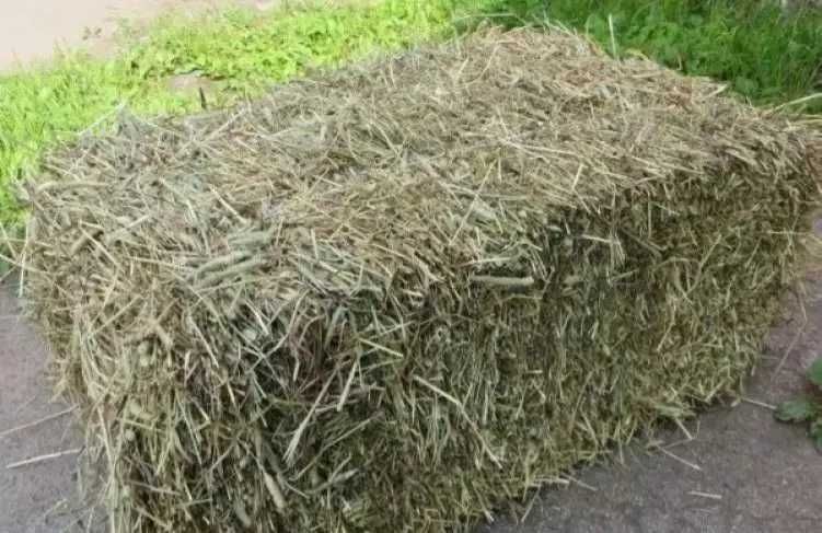 Siano i Słoma kostka. Zbiór 2025. Warto!