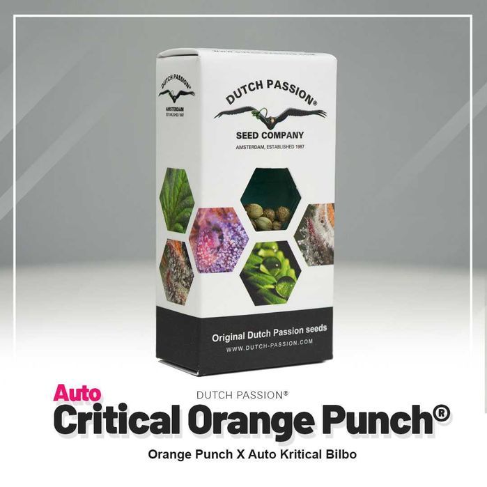 Nasiona konopi Auto Critical Orange Punch 3 sztuki Dutch Passion
