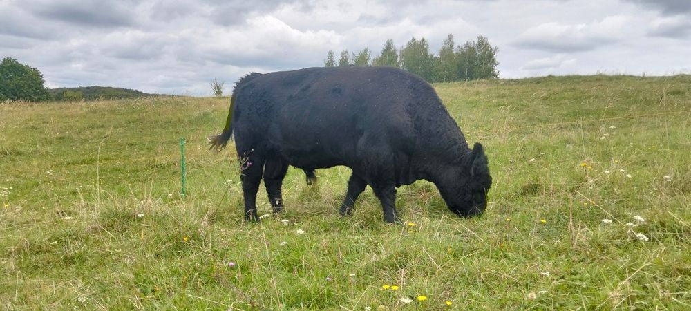 Galloway byk rozplodnik bydło