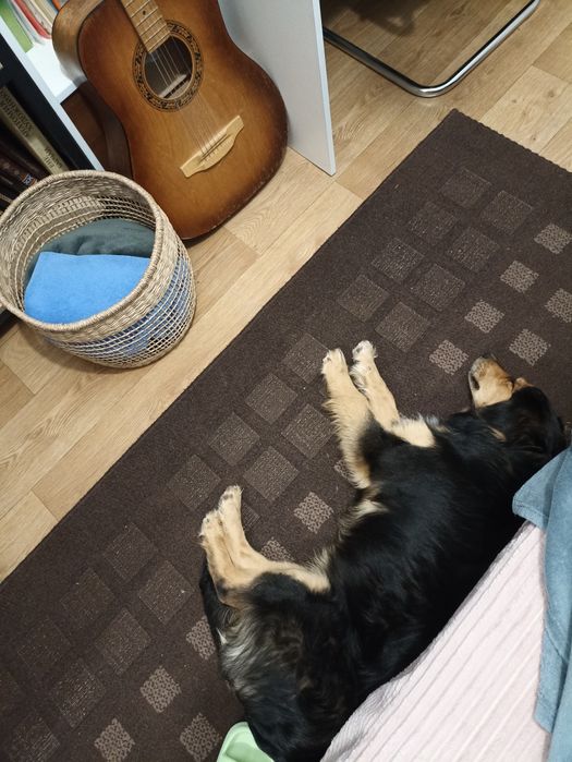 Найден молодой пёсик, Салтовка, 605мрн