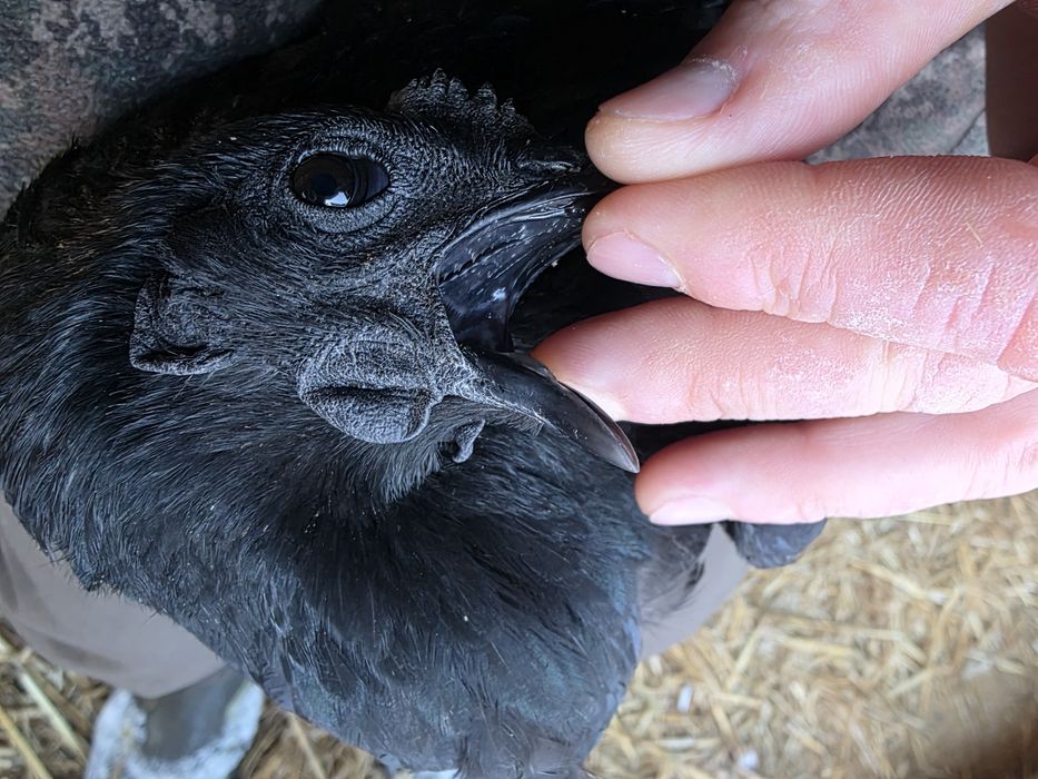 Ayam Cemani  jaja lęgowe