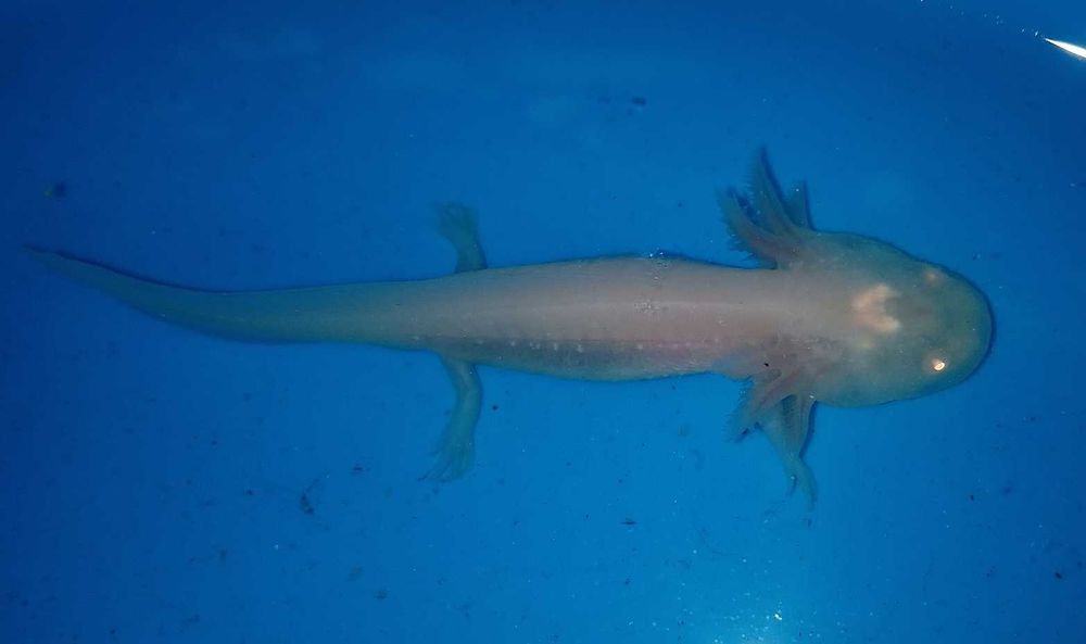 Axolotes Albino Pearl 7cm