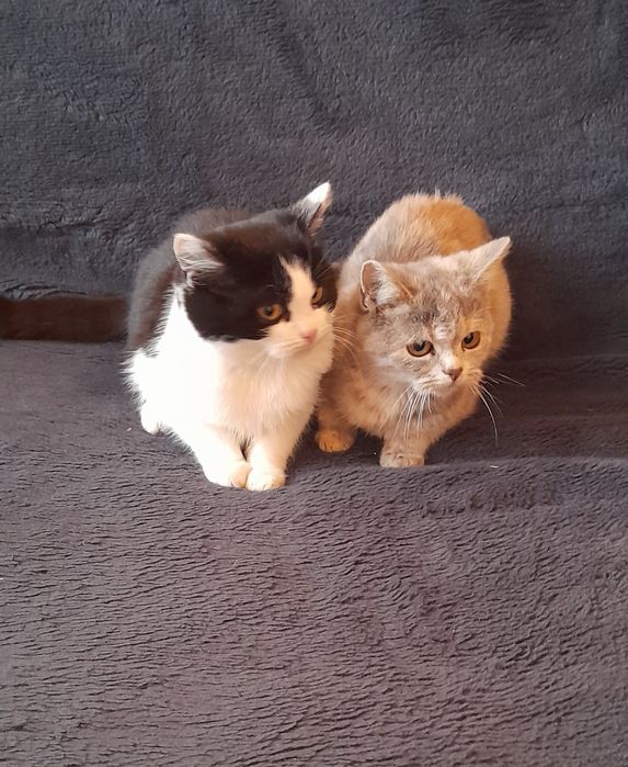 Котики в добрі руки