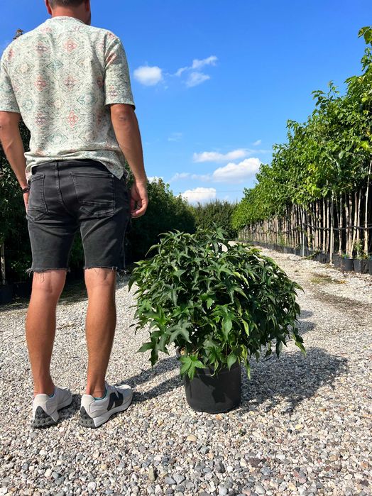 Ambrowiec kula - Liquidambar styraciflua Gum Ball HURT/ DETAL