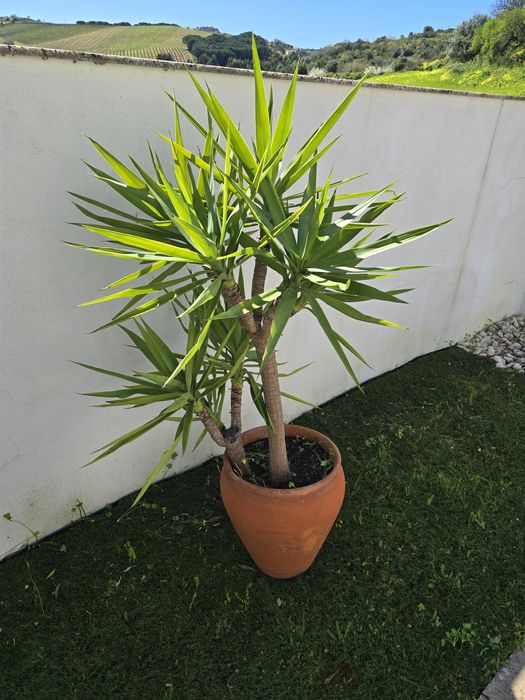 Planta Yucca + Vaso