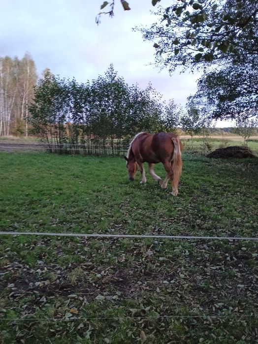 Klacz zimnokrwista źrebna  konie