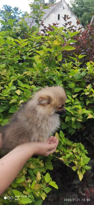 Pomeranian, Szpic miniaturowy.