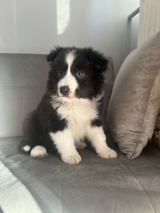 Suczka Border Collie  czarno-biała
