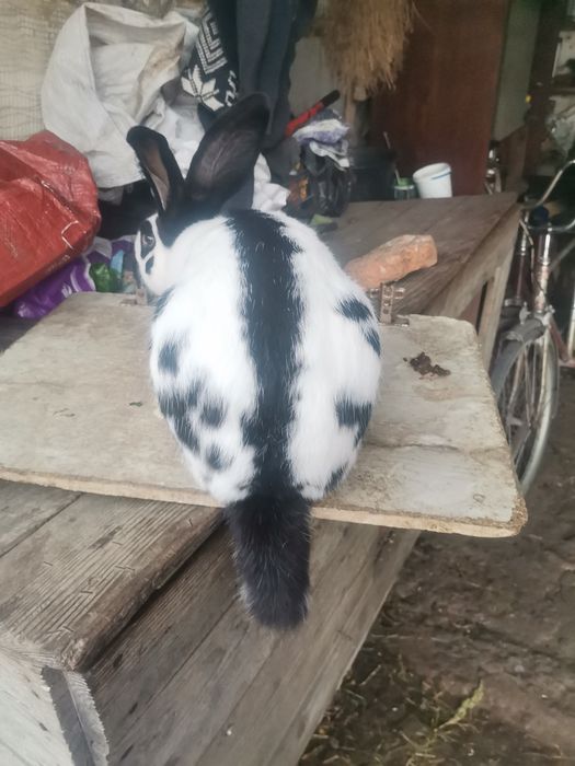 Кріль кролик строкач.